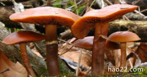 全球十大最致命的蘑菇   见到千万要远离! 