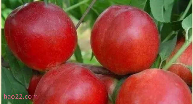 国内十大最好的油桃品种 什么油桃大又甜品种好 